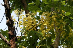 Cassia fistula